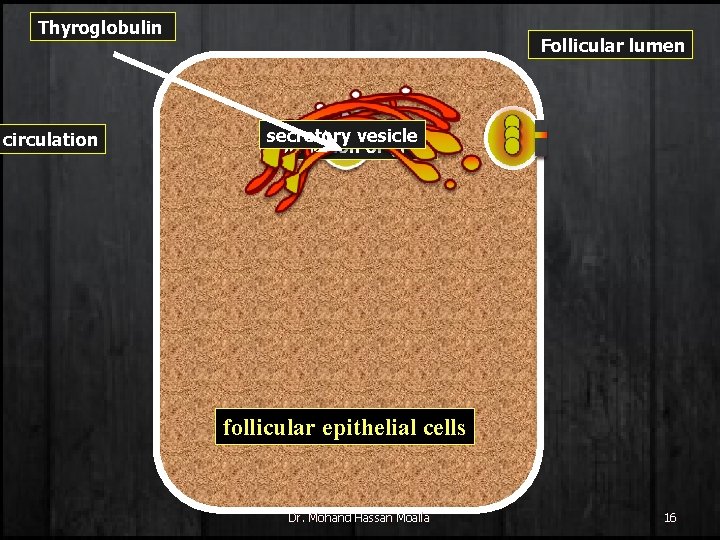 Thyroglobulin circulation Follicular lumen secretory vesicle Formation of (TG) follicular epithelial cells Dr. Mohand