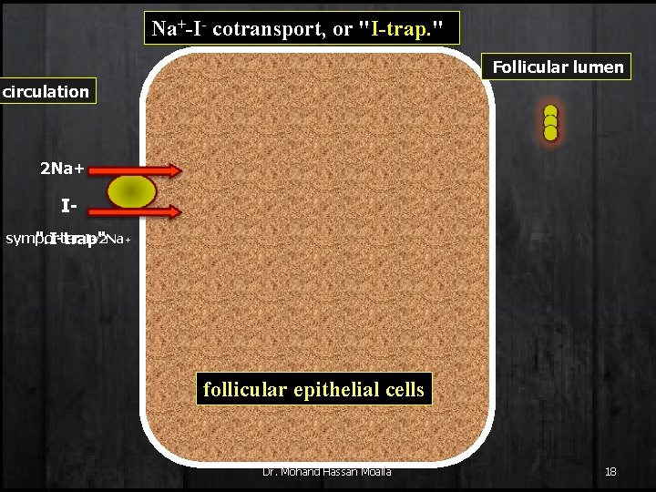 Na+-I- cotransport, or "I-trap. " Follicular lumen circulation 2 Na+ Isymporter I-/" 2 Na+