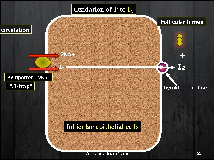 Oxidation of I- to I 2 Follicular lumen circulation + I 2 2 Na+