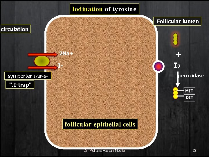 Iodination of tyrosine Follicular lumen circulation + I 2 2 Na+ I- peroxidase symporter