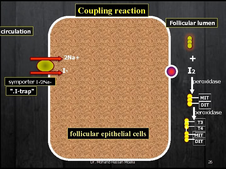 Coupling reaction Follicular lumen circulation + I 2 2 Na+ I- peroxidase symporter I-/2