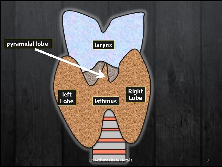 pyramidal lobe larynx left Lobe isthmus Right Lobe Dr. Mohand Hassan Moalla 3 