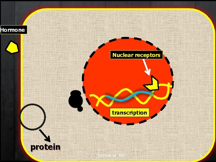 Hormone Nuclear receptors transcription protein Dr. Mohand Hassan Moalla 32 