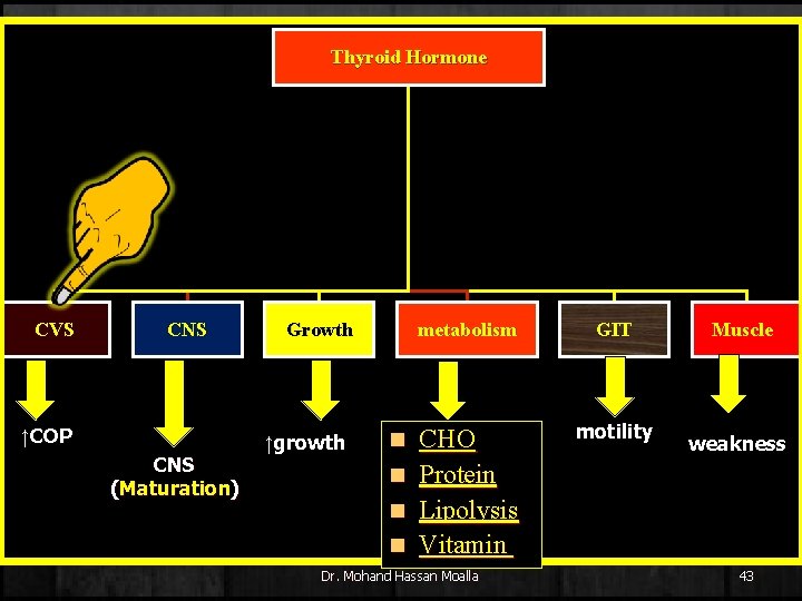 Thyroid Hormone CVS CNS ↑COP CNS (Maturation) Growth ↑growth metabolism CHO n Protein n