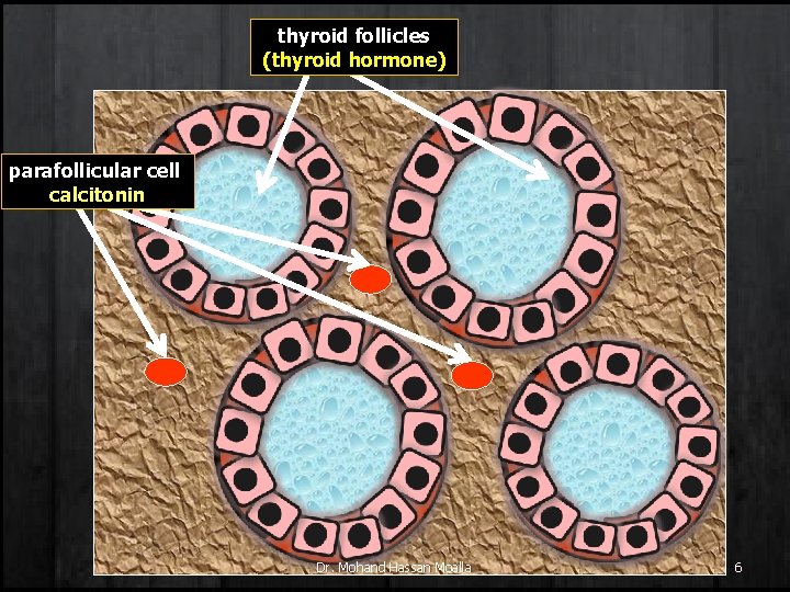 thyroid follicles (thyroid hormone) parafollicular cell calcitonin Dr. Mohand Hassan Moalla 6 