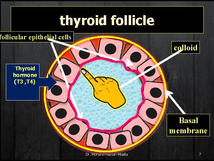 thyroid follicle follicular epithelial cells colloid Thyroid hormone (T 3 , T 4) Basal