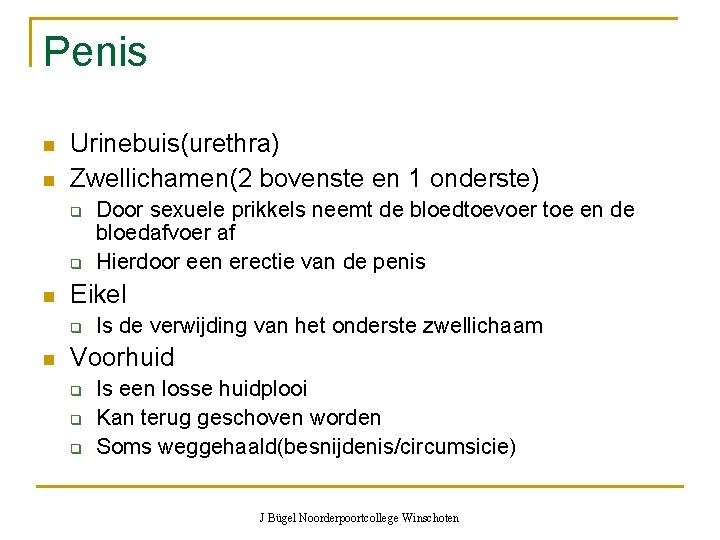 Penis n n Urinebuis(urethra) Zwellichamen(2 bovenste en 1 onderste) q q n Eikel q