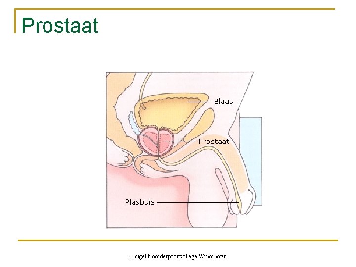 Prostaat J Bügel Noorderpoortcollege Winschoten 