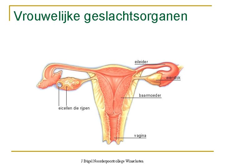 Vrouwelijke geslachtsorganen J Bügel Noorderpoortcollege Winschoten 