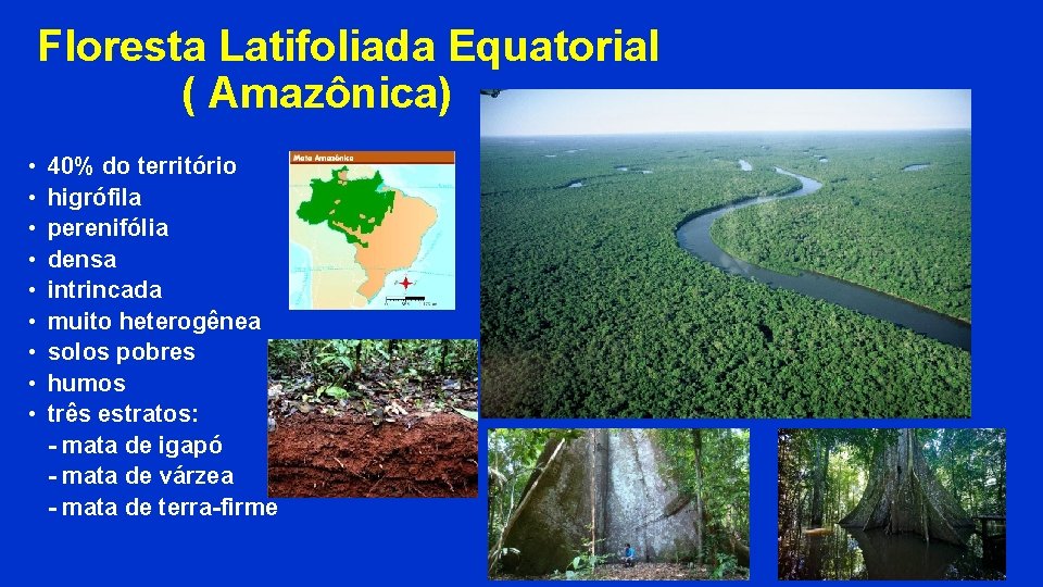 Floresta Latifoliada Equatorial ( Amazônica) • • • 40% do território higrófila perenifólia densa