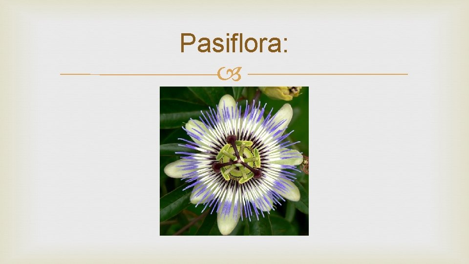 Pasiflora: 