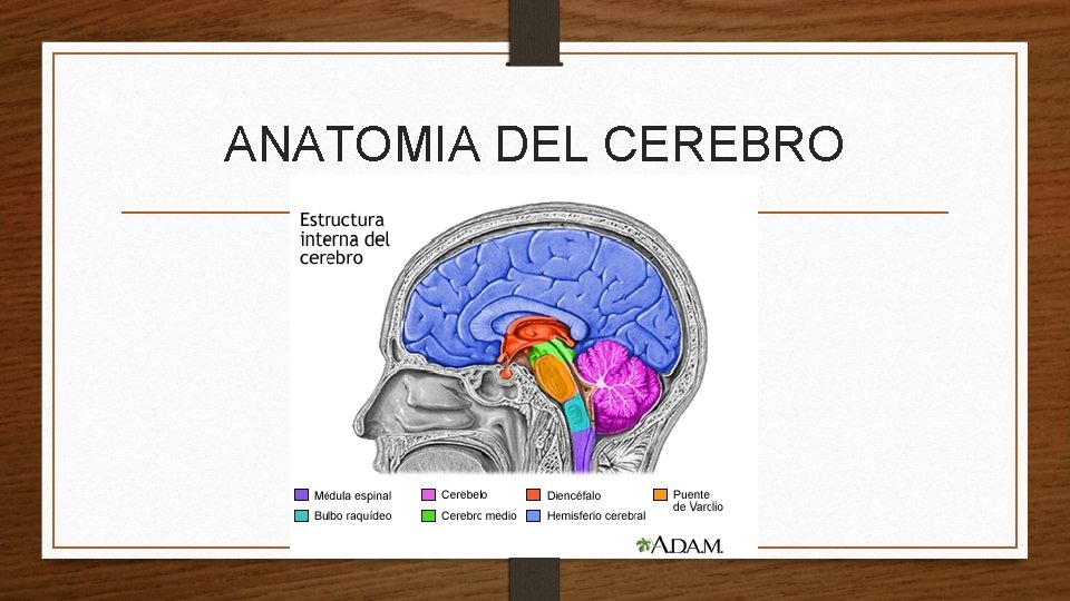 ANATOMIA DEL CEREBRO 