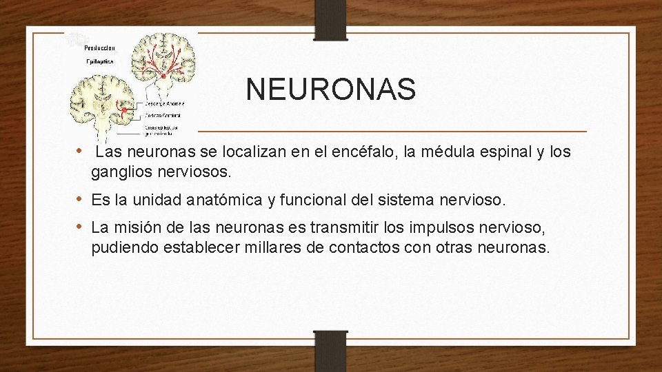 NEURONAS • Las neuronas se localizan en el encéfalo, la médula espinal y los