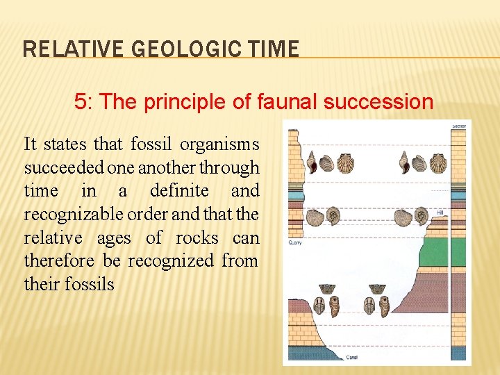 RELATIVE GEOLOGIC TIME 5: The principle of faunal succession It states that fossil organisms