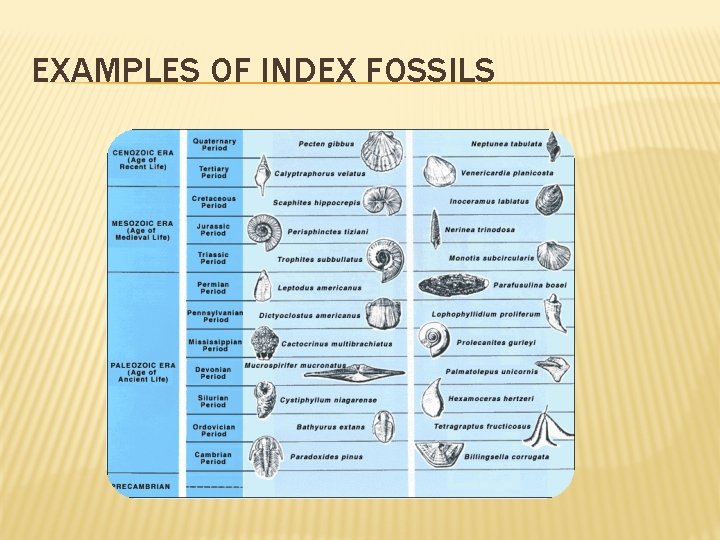 EXAMPLES OF INDEX FOSSILS 