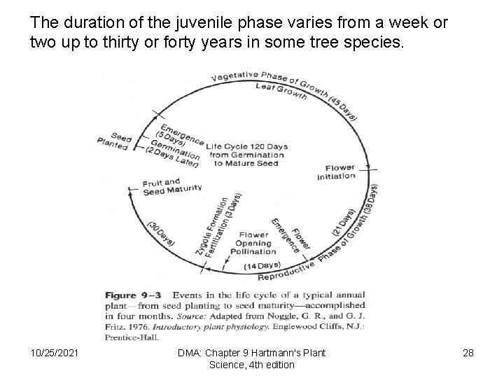 The duration of the juvenile phase varies from a week or two up to