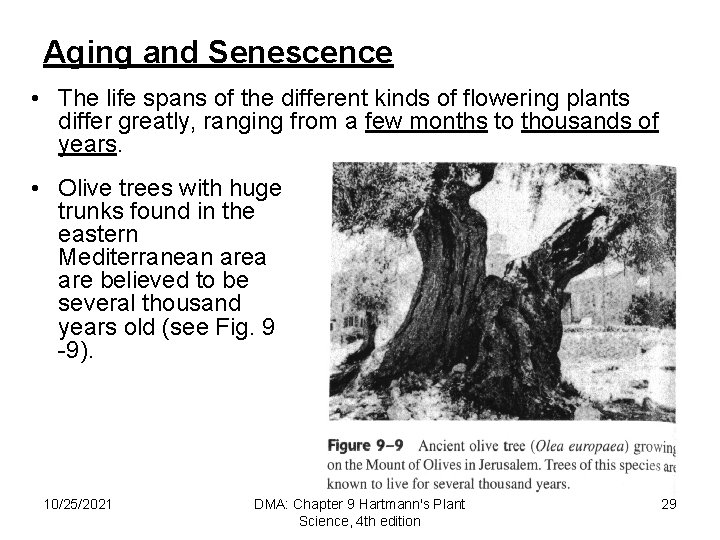 Aging and Senescence • The life spans of the different kinds of flowering plants