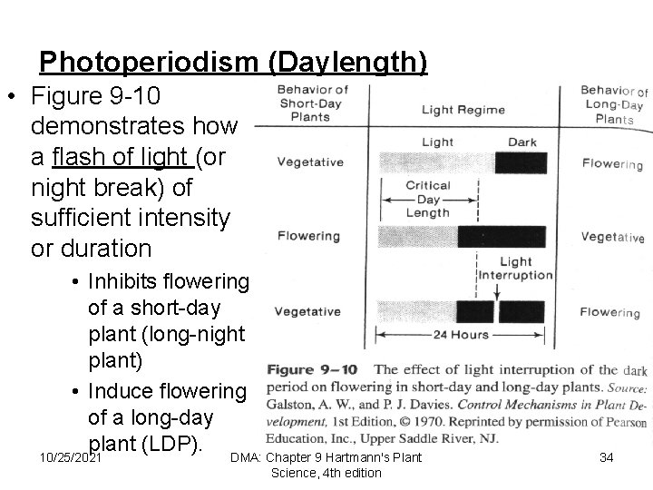Photoperiodism (Daylength) • Figure 9 10 demonstrates how a flash of light (or night