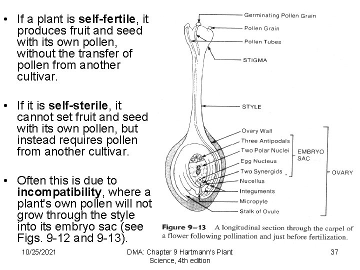  • If a plant is self-fertile, it produces fruit and seed with its