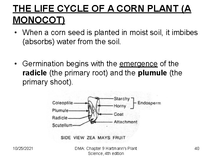 THE LIFE CYCLE OF A CORN PLANT (A MONOCOT) • When a corn seed