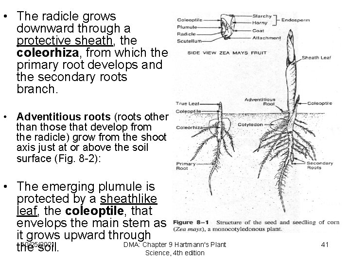  • The radicle grows downward through a protective sheath, the coleorhiza, from which