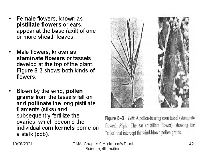  • Female flowers, known as pistillate flowers or ears, appear at the base