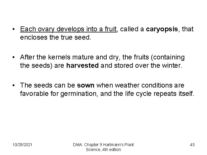  • Each ovary develops into a fruit, called a caryopsis, that encloses the