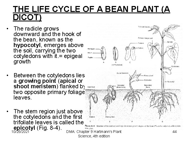 THE LIFE CYCLE OF A BEAN PLANT (A DICOT) • The radicle grows downward