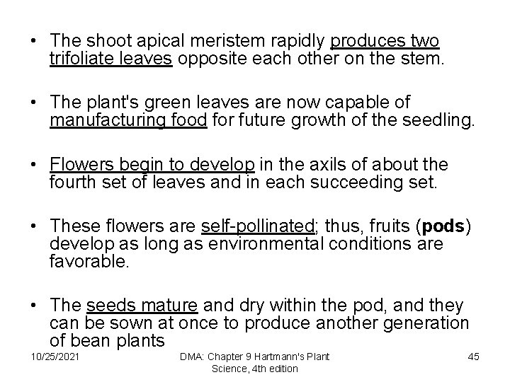  • The shoot apical meristem rapidly produces two trifoliate leaves opposite each other