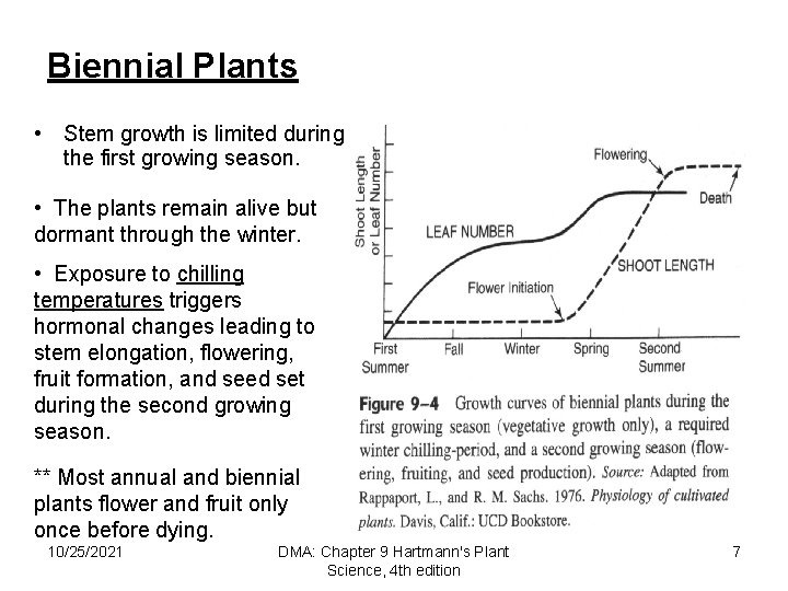 Biennial Plants • Stem growth is limited during the first growing season. • The