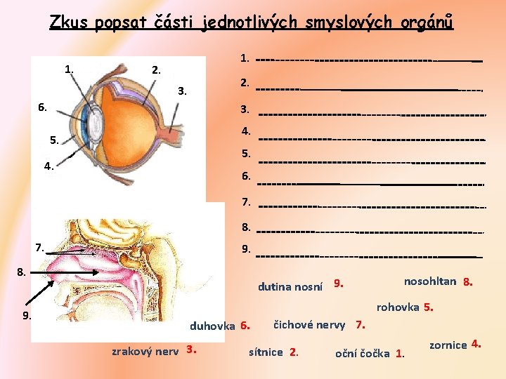 Zkus popsat části jednotlivých smyslových orgánů 1. 2. 3. 6. 3. 4. 5. 4.