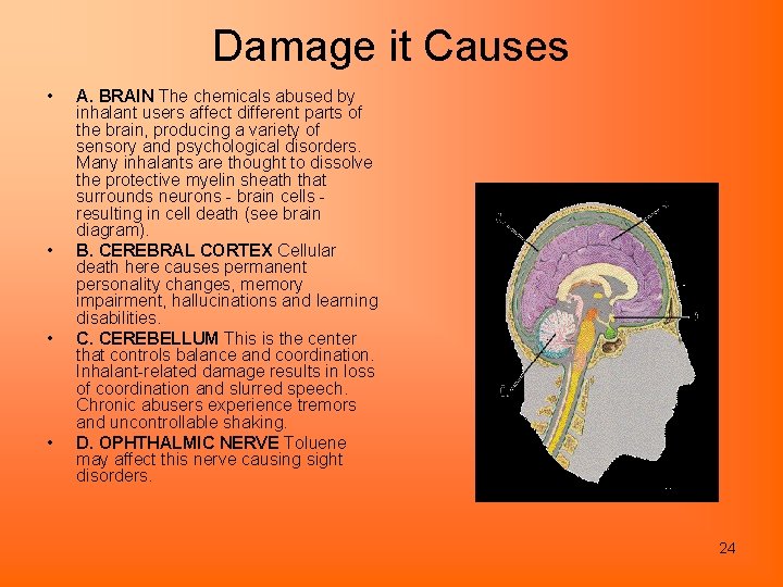 Damage it Causes • • A. BRAIN The chemicals abused by inhalant users affect