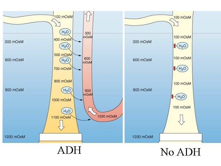 Ch 17 Physiology of the Kidneys Review Anatomy