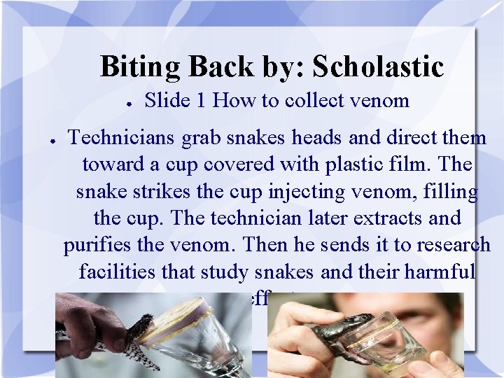 Biting Back by: Scholastic ● ● Slide 1 How to collect venom Technicians grab