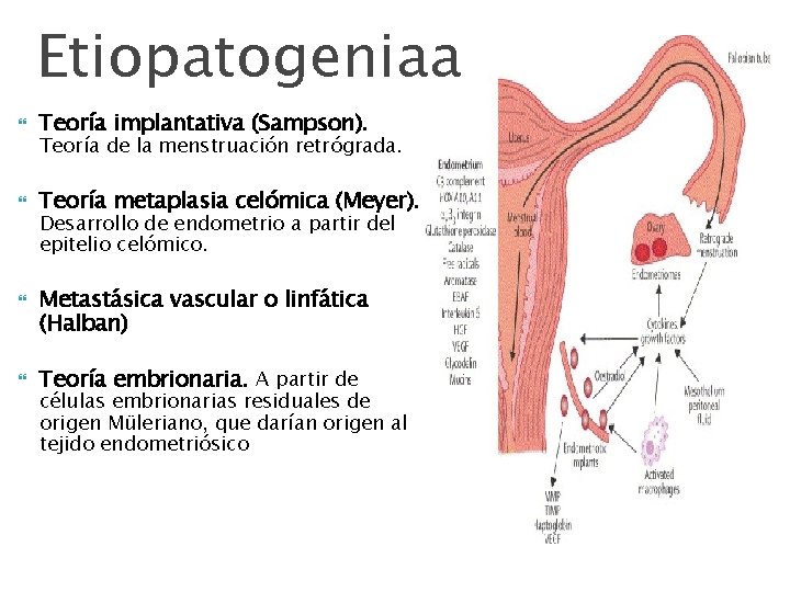 Etiopatogeniaa Teoría implantativa (Sampson). Teoría metaplasia celómica (Meyer). Teoría de la menstruación retrógrada. Desarrollo