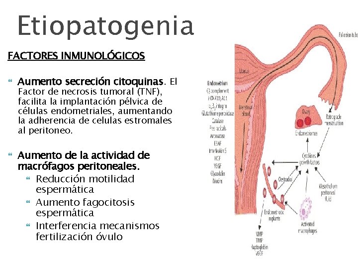 Etiopatogenia FACTORES INMUNOLÓGICOS Aumento secreción citoquinas. El Factor de necrosis tumoral (TNF), facilita la