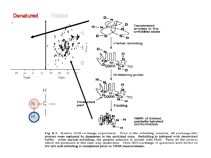 Denatured Folded H N H C 