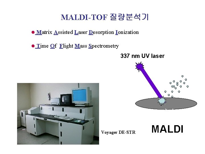 MALDI-TOF 질량분석기 l Matrix Assisted Laser Desorption Ionization M l Time Of Flight Mass