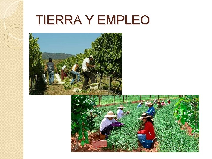 TIERRA Y EMPLEO 