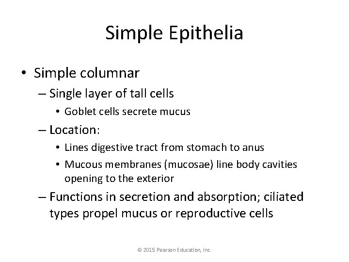 Simple Epithelia • Simple columnar – Single layer of tall cells • Goblet cells