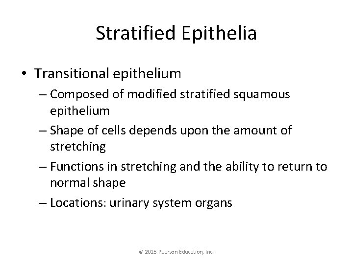 Stratified Epithelia • Transitional epithelium – Composed of modified stratified squamous epithelium – Shape