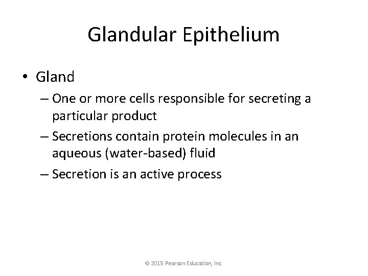 Glandular Epithelium • Gland – One or more cells responsible for secreting a particular