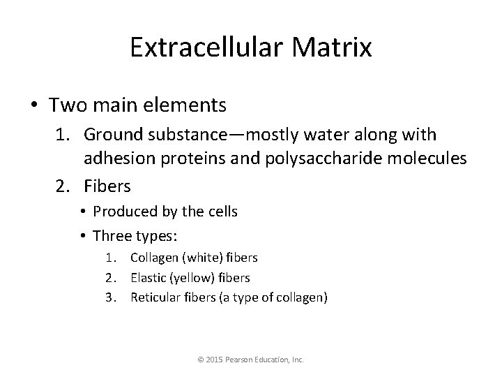 Extracellular Matrix • Two main elements 1. Ground substance—mostly water along with adhesion proteins