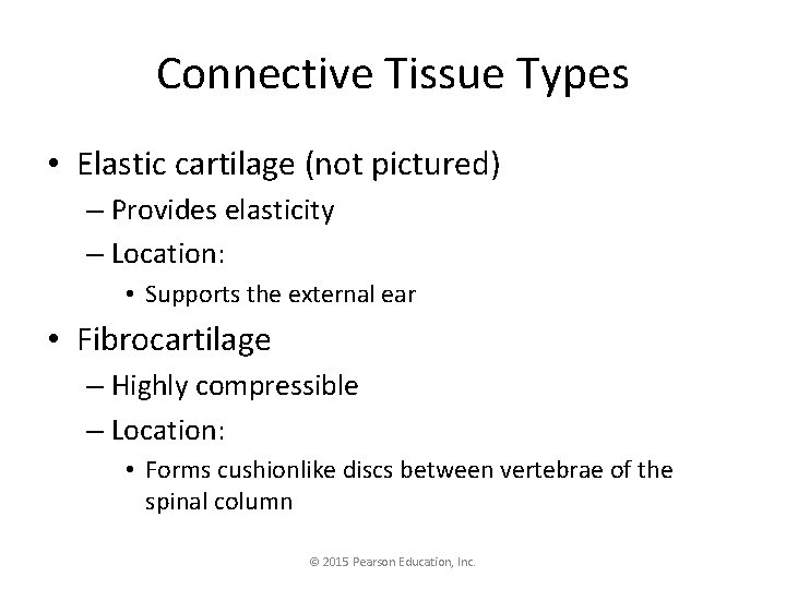 Connective Tissue Types • Elastic cartilage (not pictured) – Provides elasticity – Location: •