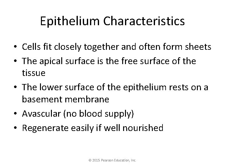 Epithelium Characteristics • Cells fit closely together and often form sheets • The apical