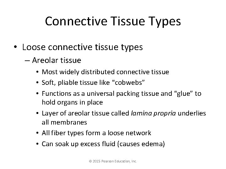 Connective Tissue Types • Loose connective tissue types – Areolar tissue • Most widely