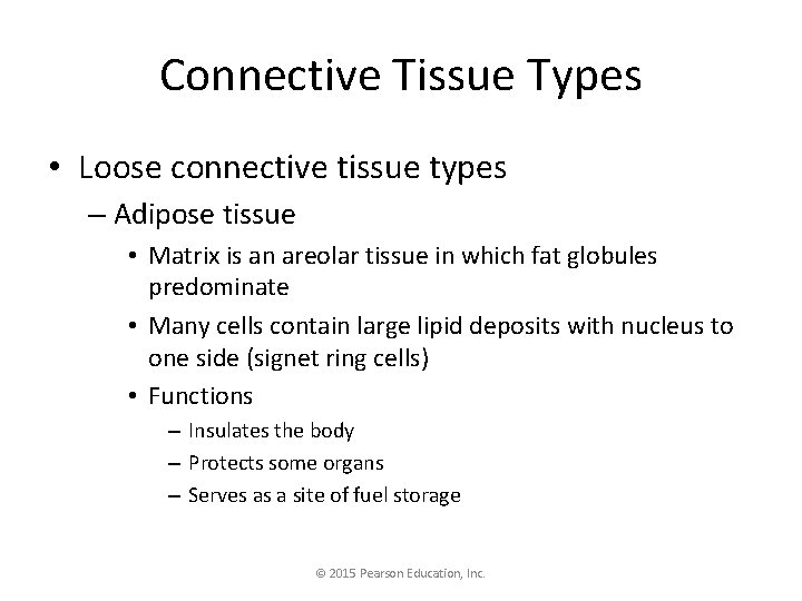Connective Tissue Types • Loose connective tissue types – Adipose tissue • Matrix is