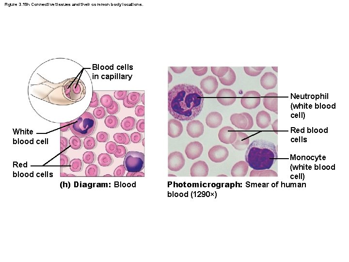 Figure 3. 19 h Connective tissues and their common body locations. Blood cells in