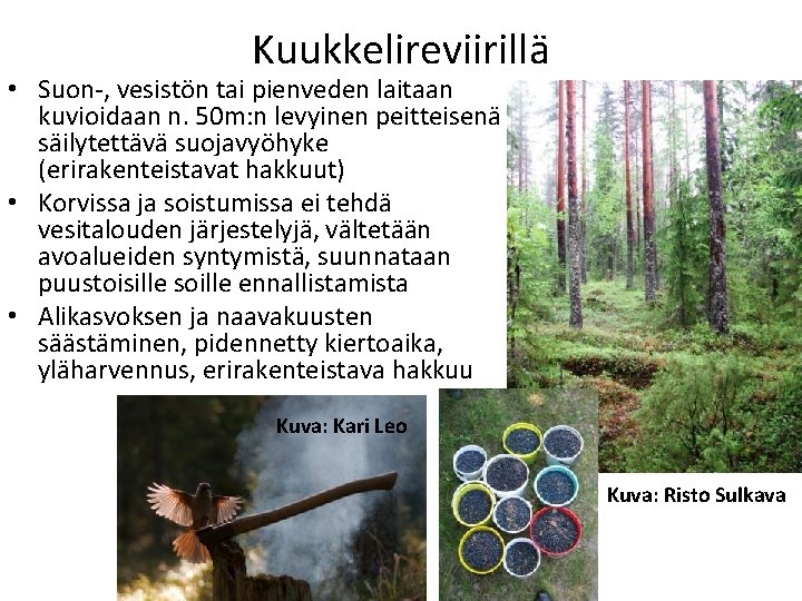 Kuukkelireviirillä • Suon-, vesistön tai pienveden laitaan kuvioidaan n. 50 m: n levyinen peitteisenä