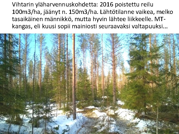 Vihtarin yläharvennuskohdetta: 2016 poistettu reilu 100 m 3/ha, jäänyt n. 150 m 3/ha. Lähtötilanne